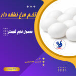 تخم مرغ نطفه دار